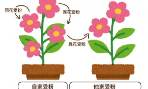 怀第三胎男孩和女孩的区别是什么-第三胎生男几率真高吗-怀第三胎男孩和女孩的区别是什么,中国怀第三胎男孩和女孩的区别网站